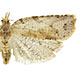Ctenopseustis obliquana