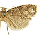 Ctenopseustis obliquana