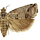 Cydia deshaisiana