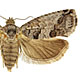 Cydia deshaisiana