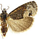 Ecdytolopha insiticiana
