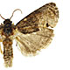 Ecdytolopha insiticiana