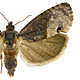 Ecdytolopha insiticiana