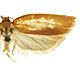 Epichoristodes acerbella