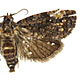 Gymnandrosoma aurantianum