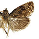 Gymnandrosoma aurantianum