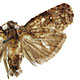 Gymnandrosoma aurantianum