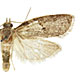 Isotenes miserana