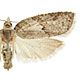 Isotenes miserana