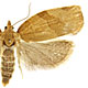 Pandemis cerasana