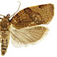 Pandemis cerasana