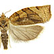 Pandemis cerasana