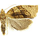 Pandemis cerasana
