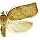 Pandemis heparana