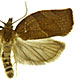 Pandemis heparana