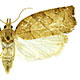 Pandemis lamprosana
