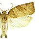 Pandemis lamprosana