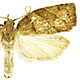 Pandemis lamprosana