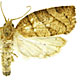 Pandemis lamprosana
