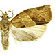 Pandemis limitata