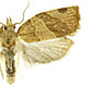 Pandemis limitata