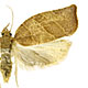 Pandemis limitata