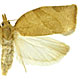 Pandemis pyrusana