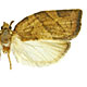 Pandemis pyrusana
