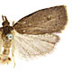 Planotortrix excessana