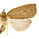 Planotortrix excessana