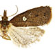 Planotortrix excessana