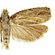 Tetramoera schistaceana