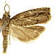 Tetramoera schistaceana