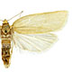 Xenotemna pallorana