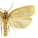 Xenotemna pallorana