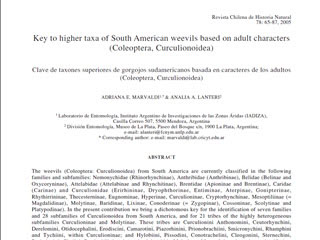 Key to Higher Taxa of South American Weevils Based on Adult Characters 