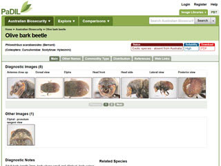Olive Bark Beetle