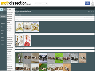 Moth Dissection UK: Gypsonoma dealbana