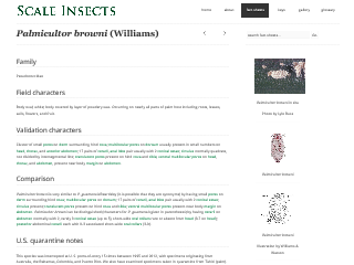 Scale Insects: Palmicultor browni