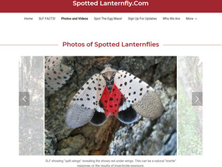Spotted Lanternfly.Com