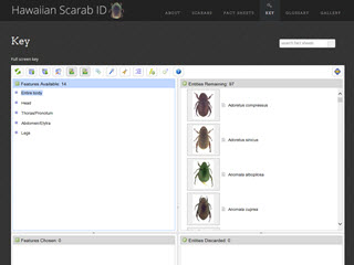 Hawaiian Scarab ID - Key