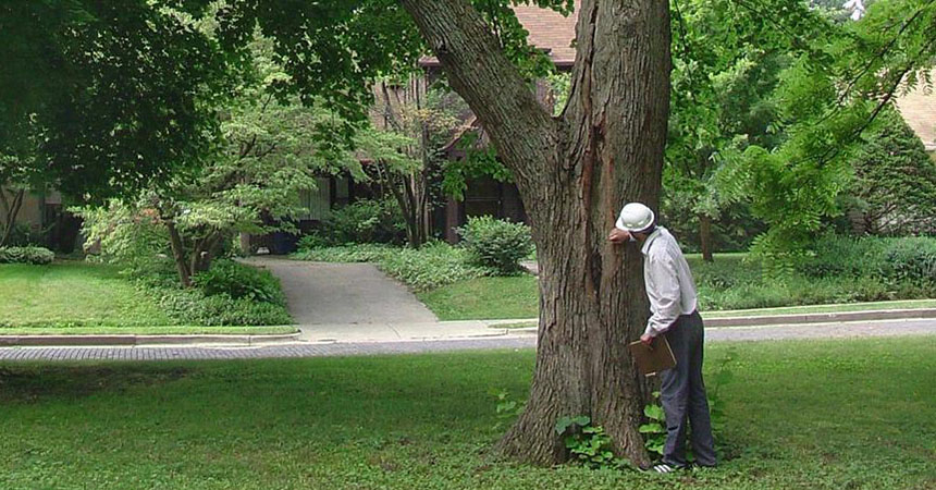 IDaids for Tree Check Month