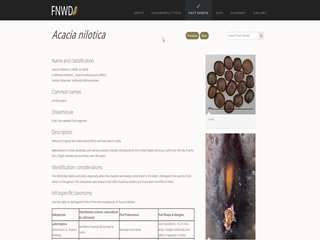 Federal Noxious Weed Disseminules of the United States - Acacia nilotica