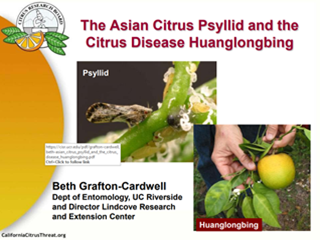 The Asian Citrus Psyllid and the Citrus Disease Huanglongbing