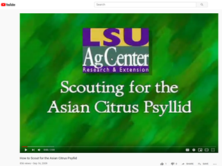 Scouting for the Asian Citrus Psyllid