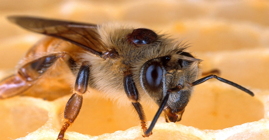 ID Aids for bee pests and diseases
