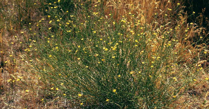 Selected IDaids for rush skeletonweed