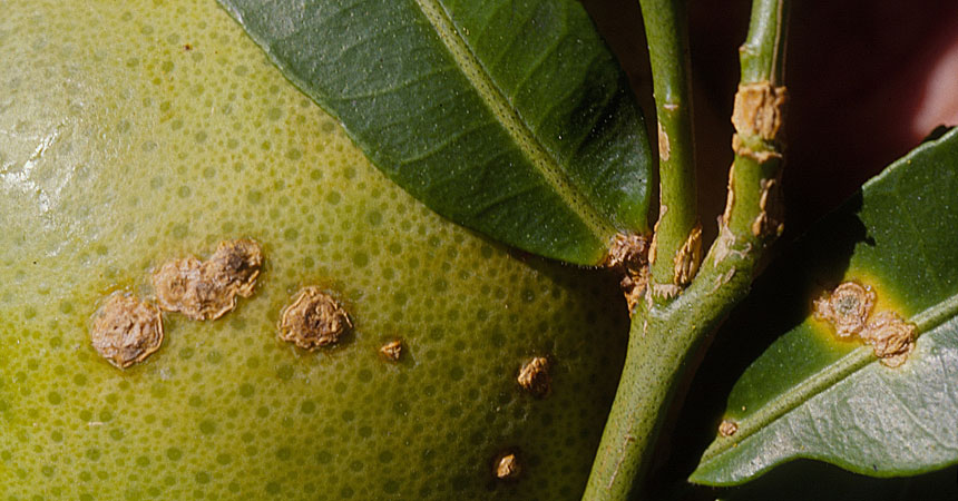 Citrus canker IDaids