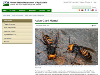 Asian Giant Hornet