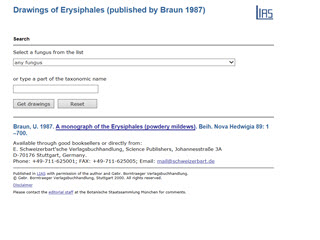 Drawings of Erysiphales